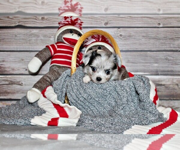 Medium Photo #3 Chihuahua Puppy For Sale in CHARLESTON, AR, USA