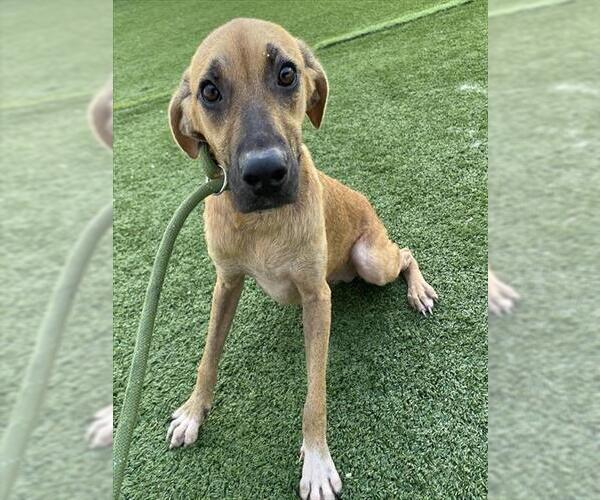 Medium Photo #1 Black Mouth Cur Puppy For Sale in Palmetto, FL, USA