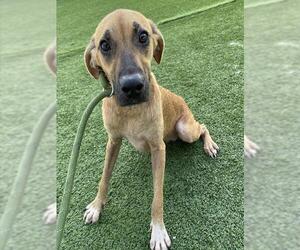 Black Mouth Cur Dogs for adoption in Palmetto, FL, USA