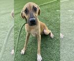 CARRIE - Female Black Mouth Cur Dog for Adoption - Small photo