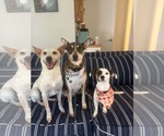Small Photo #3 Jack-A-Bee Puppy For Sale in La Verne, CA, USA