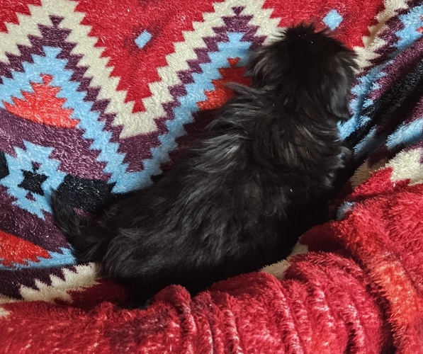 Medium Photo #4 Shih Apso Puppy For Sale in WALSH, IL, USA