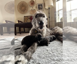 Mother of the Irish Wolfhound puppies born on 09/18/2023