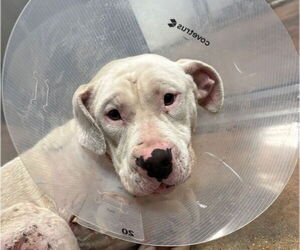 American Bulldog Dogs for adoption in Bolivar, MO, USA