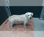 Small Poodle (Miniature) Mix