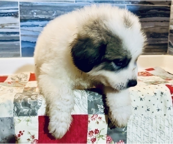 Medium Photo #15 Great Pyrenees Puppy For Sale in SCIO, OH, USA