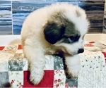 Small Photo #15 Great Pyrenees Puppy For Sale in SCIO, OH, USA