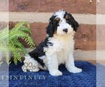 Small #3 Bernedoodle (Miniature)