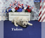Small #5 Poodle (Toy)