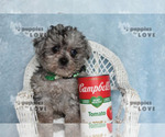 Small #10 Poodle (Toy)