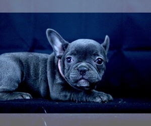 French Bulldog Puppy for sale in BROOKLYN, NY, USA