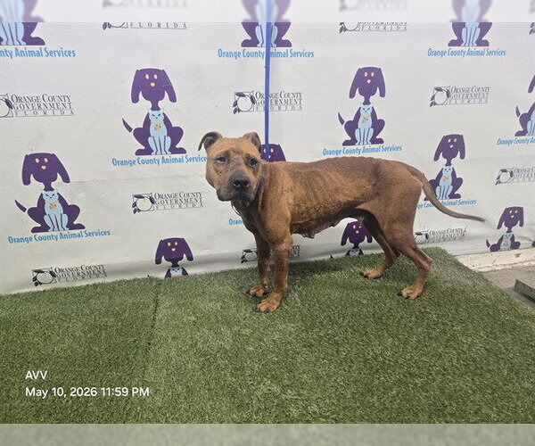 Medium Photo #6 Black Mouth Cur-Unknown Mix Puppy For Sale in Sanford, FL, USA