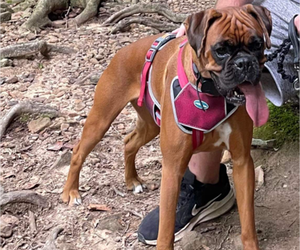 Mother of the Boxer puppies born on 09/07/2026