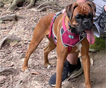 Small Photo #1 Boxer Puppy For Sale in JOHNSON, NE, USA