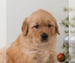 Small #4 Golden Retriever