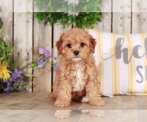 Cavapoo Puppy for sale in MOUNT VERNON, OH, USA