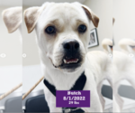 Small #7 American Bulldog-Labrador Retriever Mix