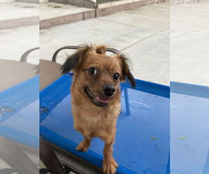 Chiweenie Dogs for adoption in San Diego, CA, USA