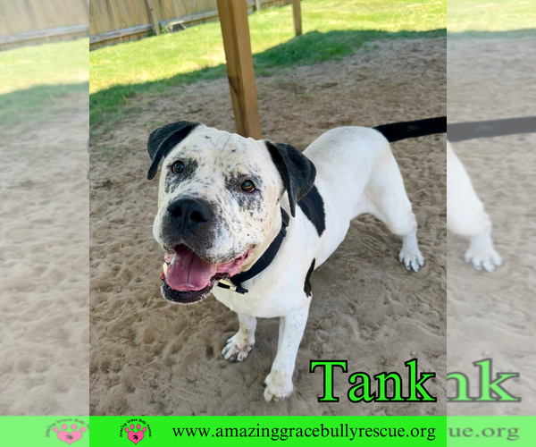 Medium Photo #3 Mastiff-Unknown Mix Puppy For Sale in Pensacola, FL, USA