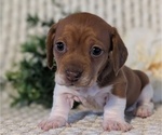Small #3 Dachshund