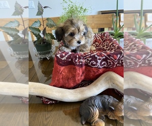 Shorkie Tzu Puppy for sale in COLORADO SPRINGS, CO, USA