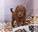 Small Photo #3 Goldendoodle Puppy For Sale in FRYTOWN, IA, USA