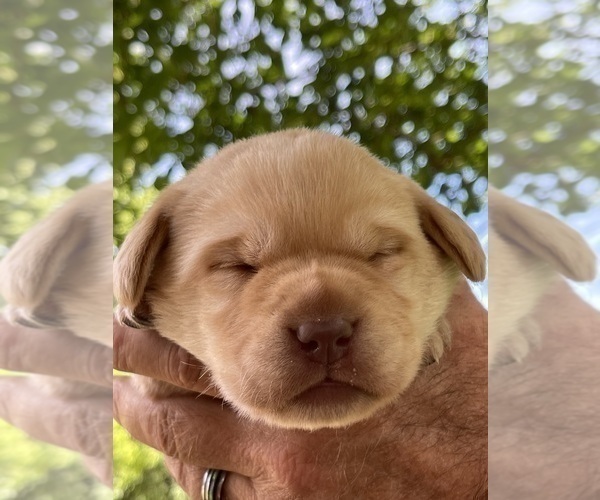 Medium Photo #2 Labrador Retriever Puppy For Sale in BROWNS VALLEY, CA, USA