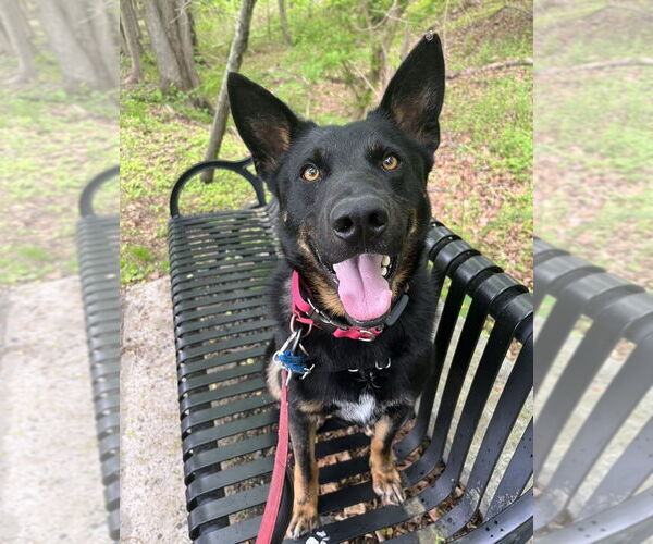 Medium Photo #2 Mutt Puppy For Sale in Elmsford, NY, USA