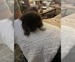 Small #10 Miniature Australian Shepherd
