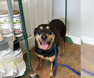 Rottweiler Dogs for adoption in Bolivar, MO, USA