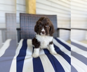 Poodle (Miniature)-Springerdoodle Mix Puppy for sale in CLINTON, AR, USA