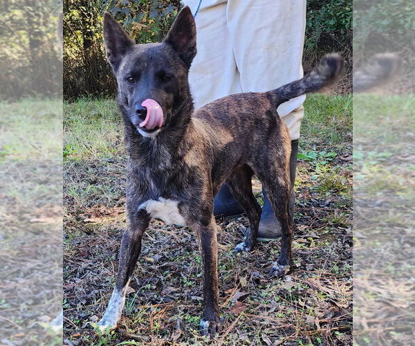 Medium Photo #2 Mutt Puppy For Sale in Wetumpka, AL, USA