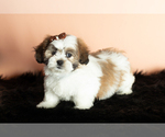 Small Photo #3 Zuchon Puppy For Sale in WOLCOTTVILLE, IN, USA