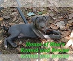 Small Photo #5 American Pit Bull Terrier Puppy For Sale in DELAWARE, OH, USA