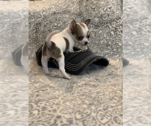 Chihuahua Puppy for sale in CISCO, TX, USA