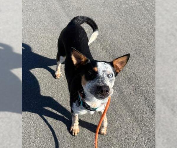 Medium Photo #1 Mutt Puppy For Sale in Camarillo, CA, USA