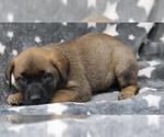 Small Mutt