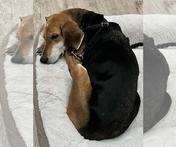 Medium Photo #4 Beagle Puppy For Sale in Tampa, FL, USA