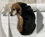 Small #3 Beagle