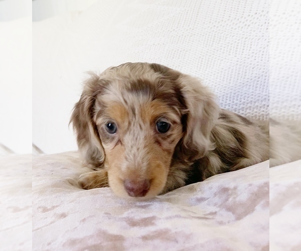 Medium Photo #6 Dachshund Puppy For Sale in EAST EARL, PA, USA