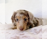 Small Photo #6 Dachshund Puppy For Sale in EAST EARL, PA, USA