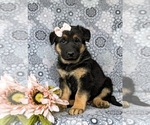 Small Photo #1 German Shepherd Dog Puppy For Sale in GLEN ROCK, PA, USA