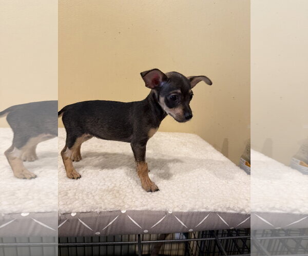 Medium Photo #2 Chihuahua-Unknown Mix Puppy For Sale in Royal Palm Beach, FL, USA