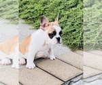 Small Photo #12 French Bulldog Puppy For Sale in FORDS, NJ, USA