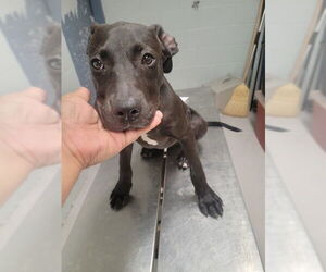 American Pit Bull Terrier-Unknown Mix Dogs for adoption in Augusta, GA, USA