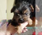 Small #3 Yorkshire Terrier