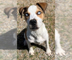 Mutt Dogs for adoption in Augusta, GA, USA