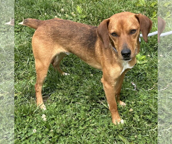 Medium Photo #2 Doxle Puppy For Sale in Batavia, OH, USA