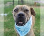 Small American Staffordshire Terrier Mix