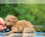 Small #5 Poodle (Toy)